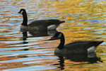 Two geese a swimming